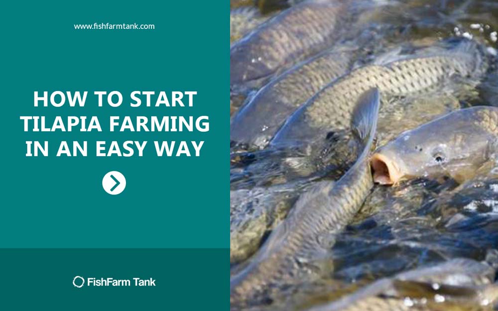 How to Start Tilapia Farming in an Easy Way