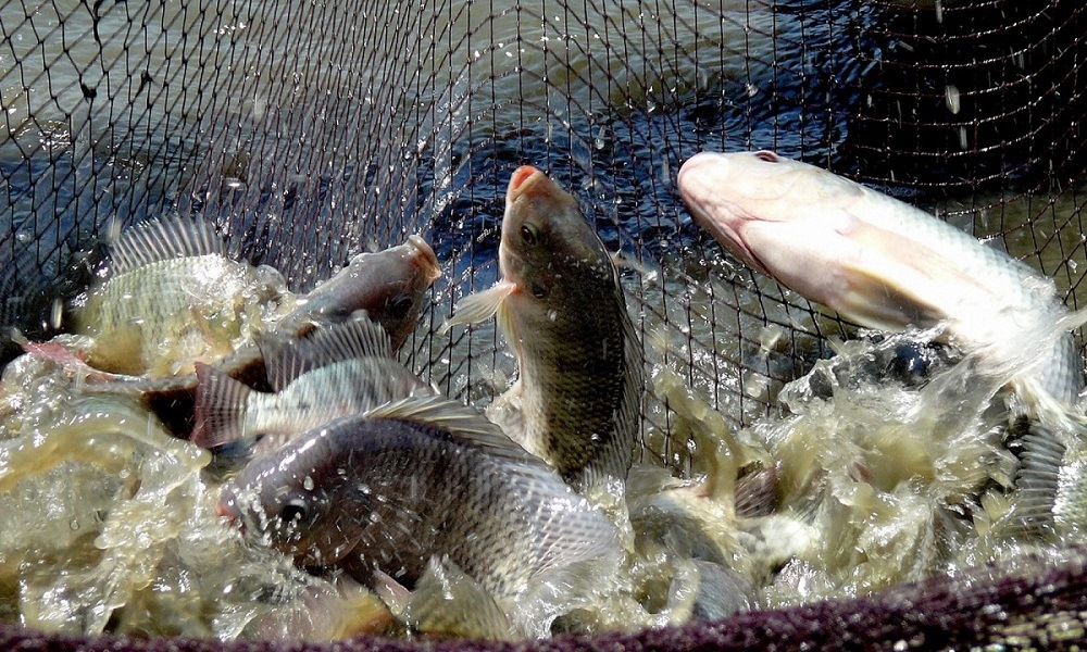 The Analysis of tilapia fish farming business