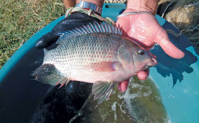 The ease of tilapia fish farming business plan